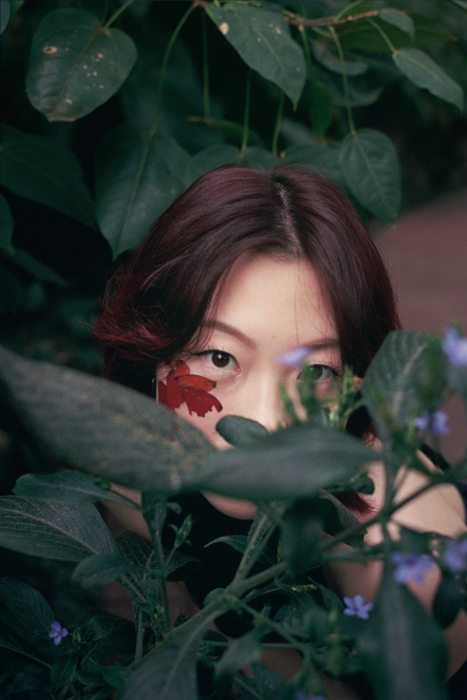Face half hidden behind foliage, one wing beneath the eye