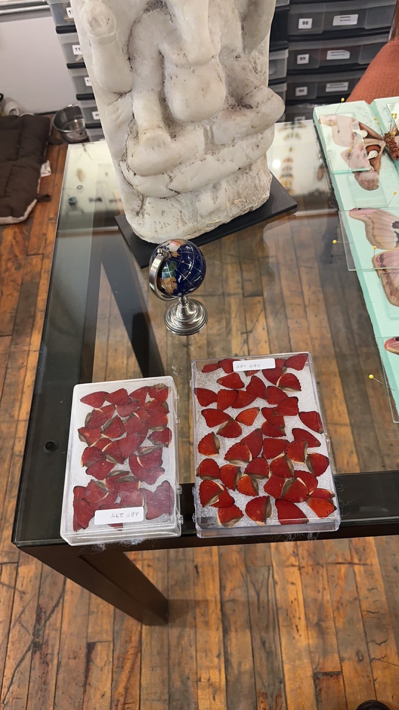 Two cases of preserved red butterfly wings on a glass table