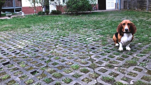 A dog on a lattice-paved yard, another priming photo