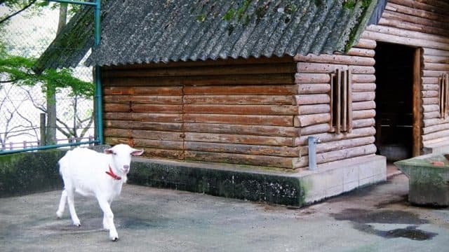 A goat by a log cabin, another priming photo